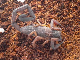 IS PA130131 IS PA130131