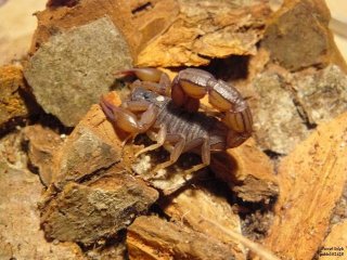 IS P1120775 IS P1120775