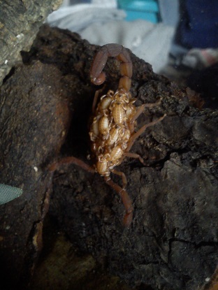samica z malymi.Babycurus jacksoni