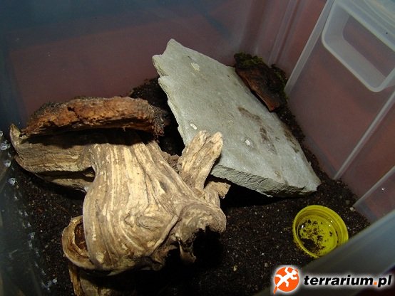 Terrarium