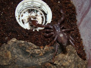 Heterometrus petersii Heterometrus petersii