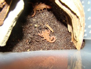 Babycurus jacksoni L5 Babycurus jacksoni L5