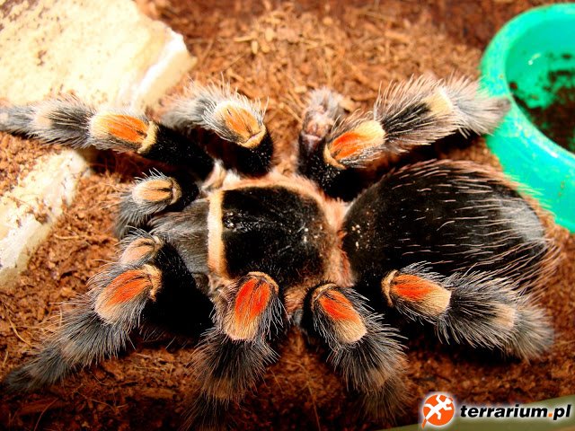 B.smithi