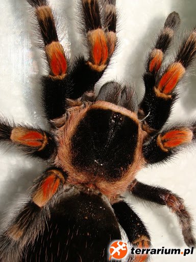B.smithi