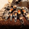 B.smithi