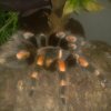 Brachypelma smithi