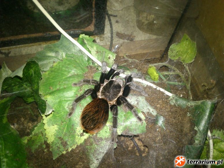 samica B. vagans