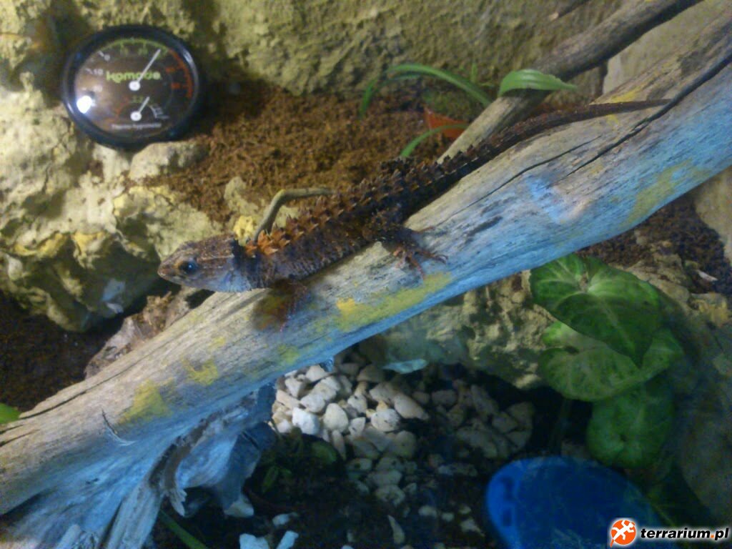 Tribolonotus Novaeguineae dorosły samiec