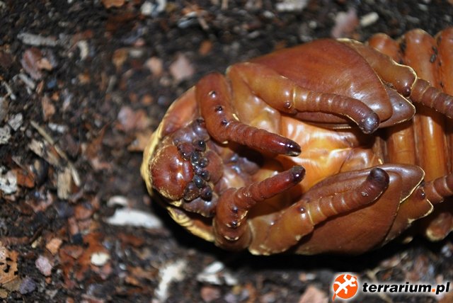 Dynastes hercules septentrionalis - samica