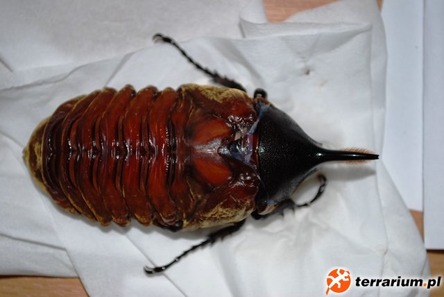 Dynastes hercules septentrionalis