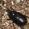 Dynastes hercules septentrionalis