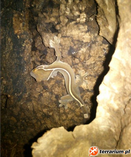 gekko vittatus