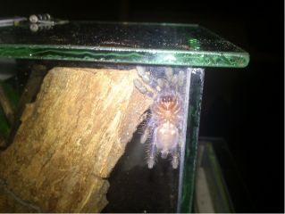 P. metallica L5 z dołu P. metallica L5 z dołu