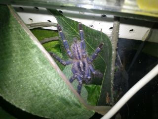 P. metallica L6 P. metallica L6