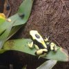 dendrobates matecho