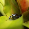 dendrobates auratus super blue