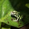 dendrobates auratus reticulated