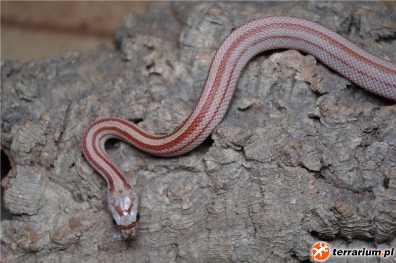 rootbeer striped poss. het. amel