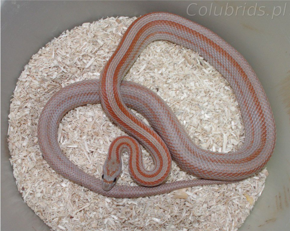 rootbeer striped 66% poss. het amel