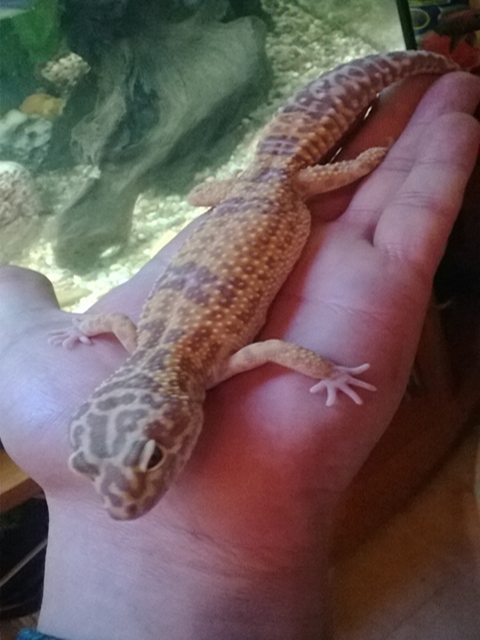 Carrot Head Carrot Tail Tangerine Jungle Albino het. Raptor-Samica