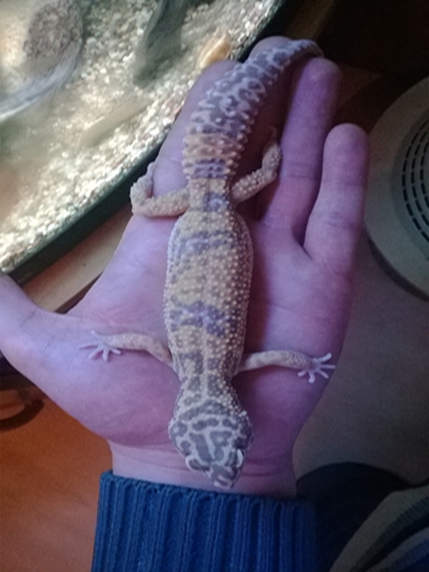 Carrot Head Carrot Tail Tangerine Jungle Albino het. Raptor-Samica
