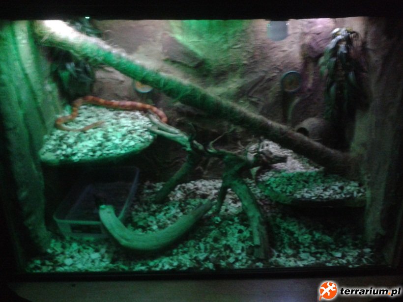 Terrarium