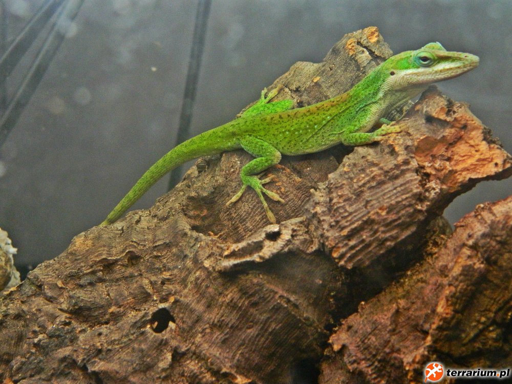 anolis2