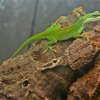 anolis2