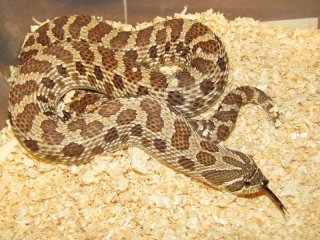 het albino