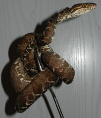 corallus hortulanus