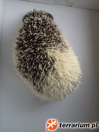 Zdjęcie00012