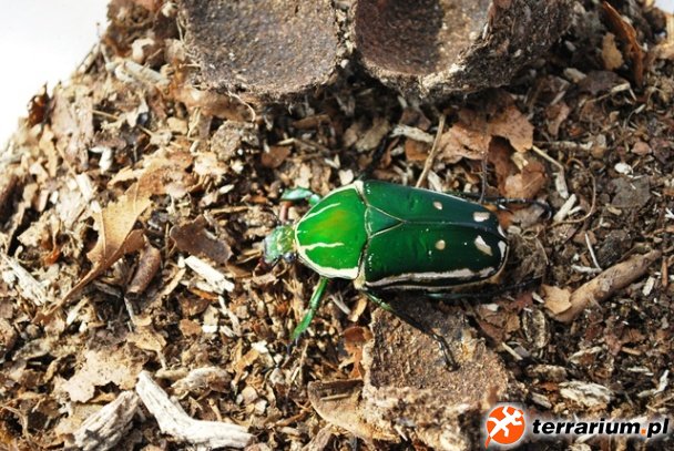 Mecynorrhina torquata ugandiensis - samica