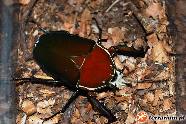 Mecynorrhina torquata ugandiensis