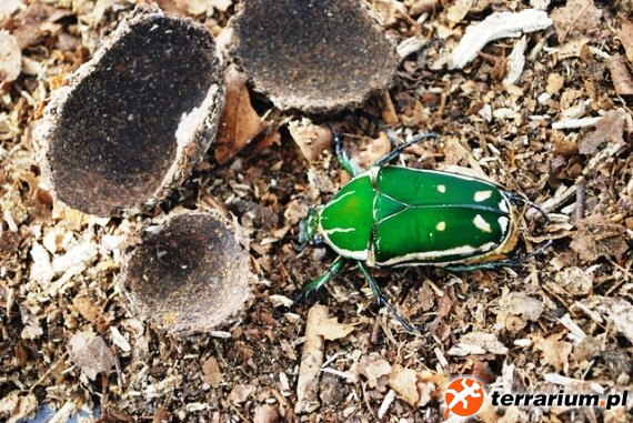 Mecynorrhina torquata ugandiensis - samica