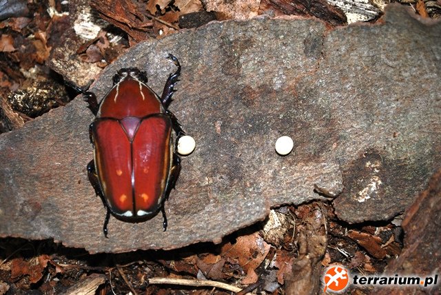 Mecynorrhina torquata ugandiensis - samica