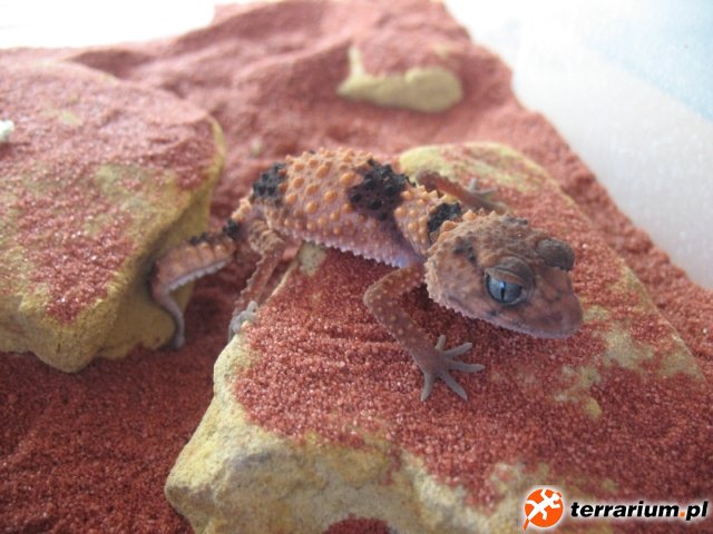 Nephrurus wheeleri samiec