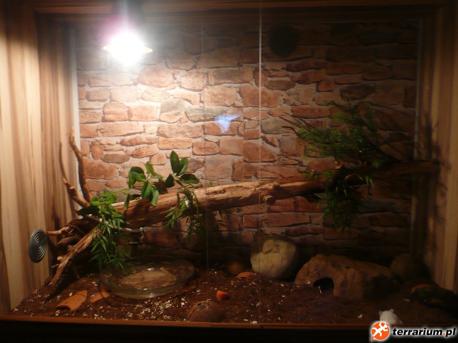 Terrarium
