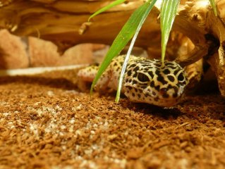 Gekon Lamparci Gekon Lamparci