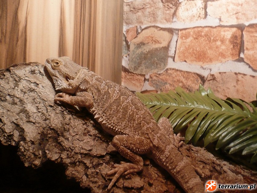 Agama brodata
