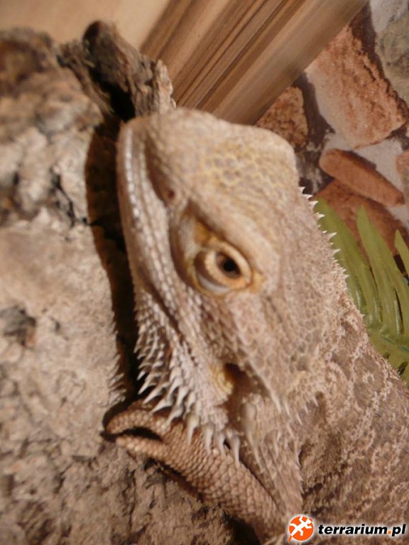 Agama brodata