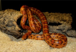 wąż zbożowy wąż zbożowy