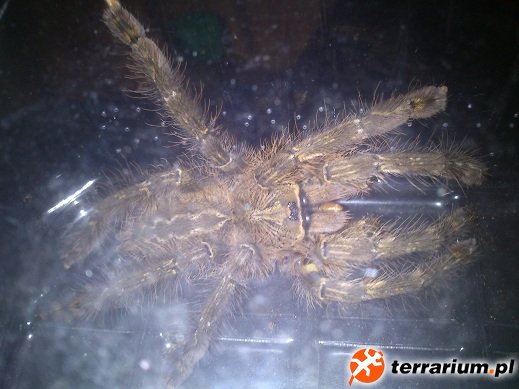 Ornata .