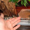 Python Regius
