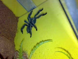 Samiec irmini Samiec irmini