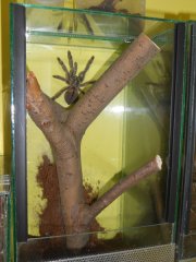 P. cambridgei P. cambridgei