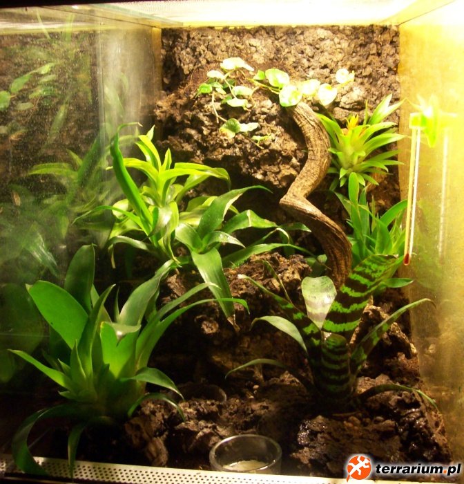 Terrarium (3)