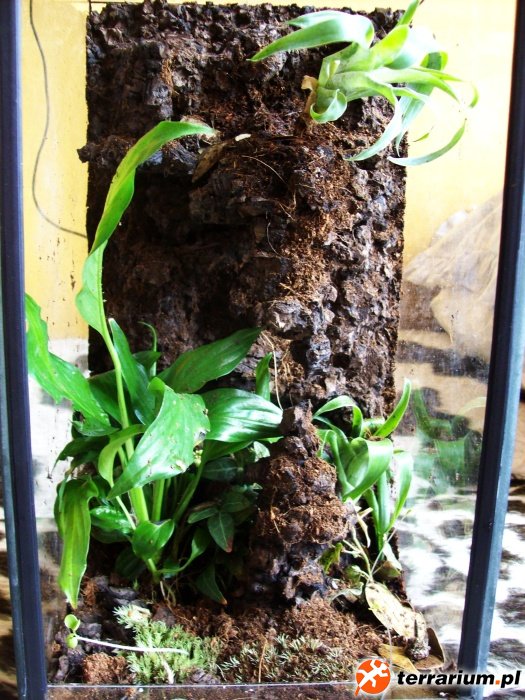 Terrarium (1)