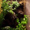 Terrarium (2)