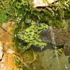 gody bombina orientalis