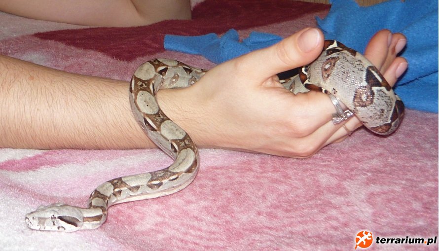boa